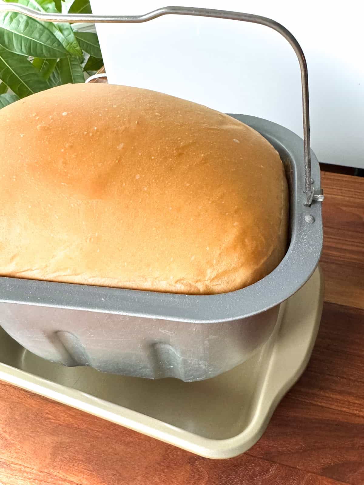 bread machine bread in pan.