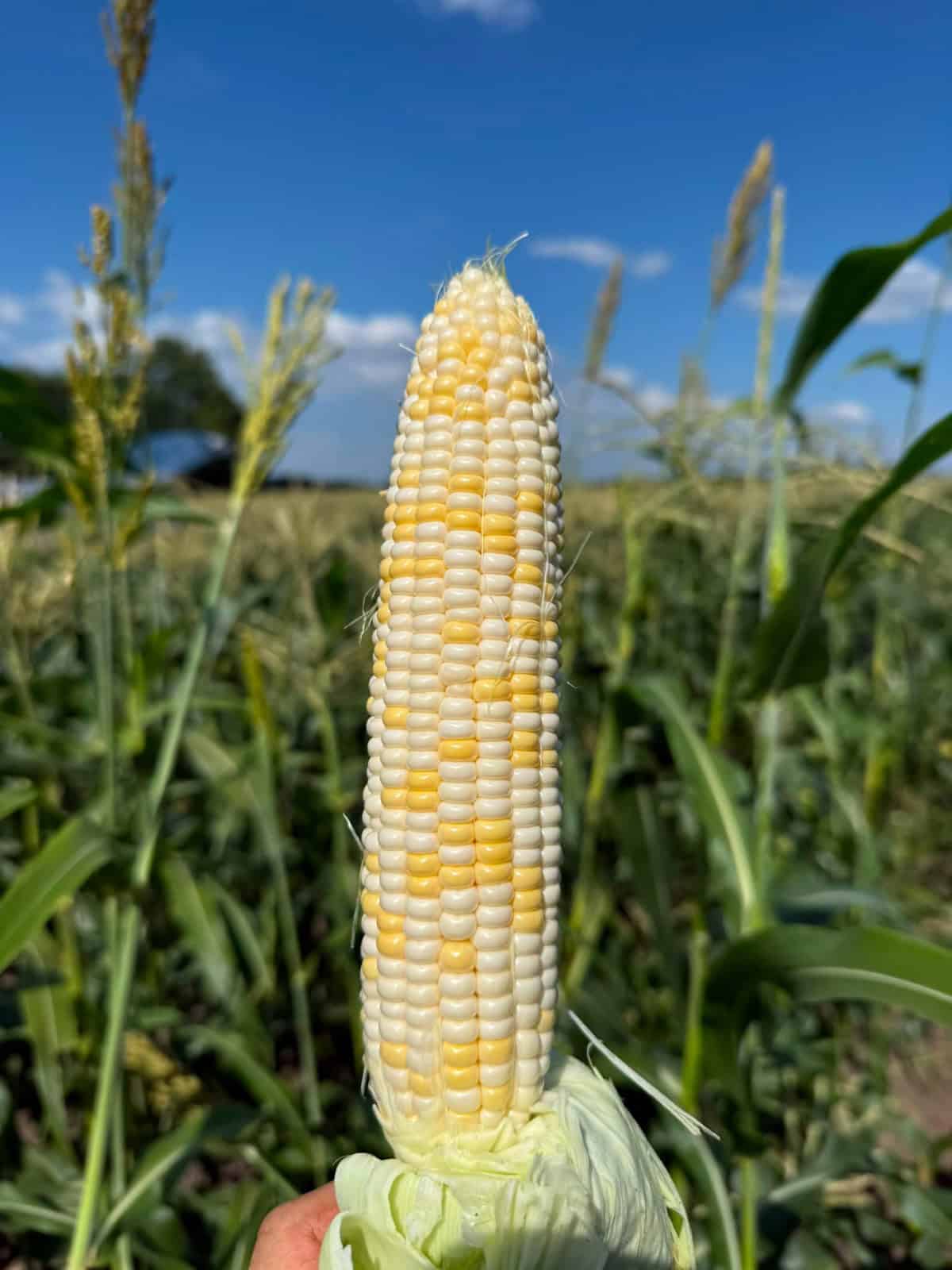 corn shucked in front of a blue Kansas sky.