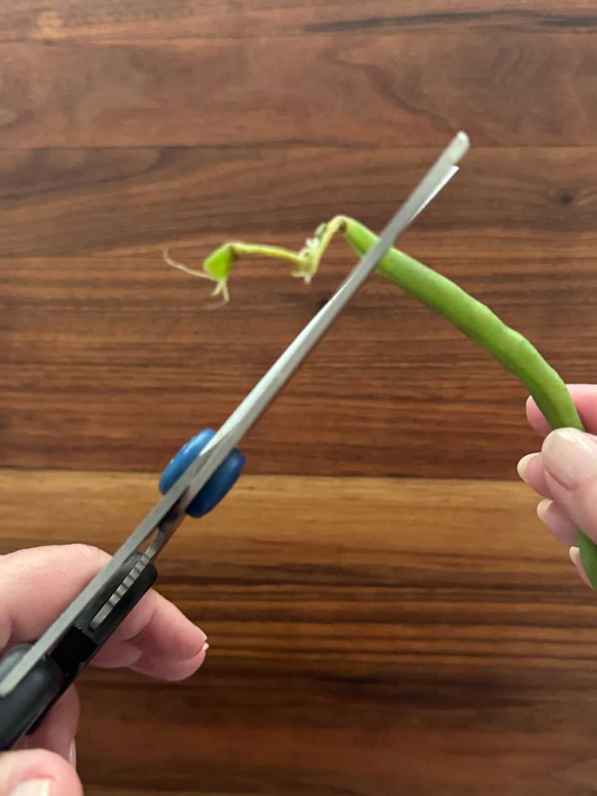 Snipping the green bean.